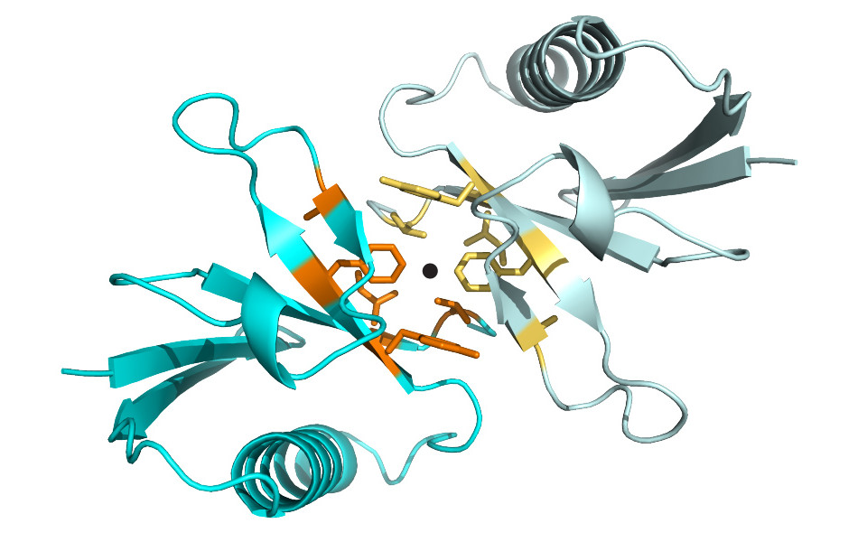 A novel ubiquitin-like domain in protein kinase D (PKD) mediates its dimerisation. Interface residues are depicted in orange and yellow. (c) Thomas Leonard