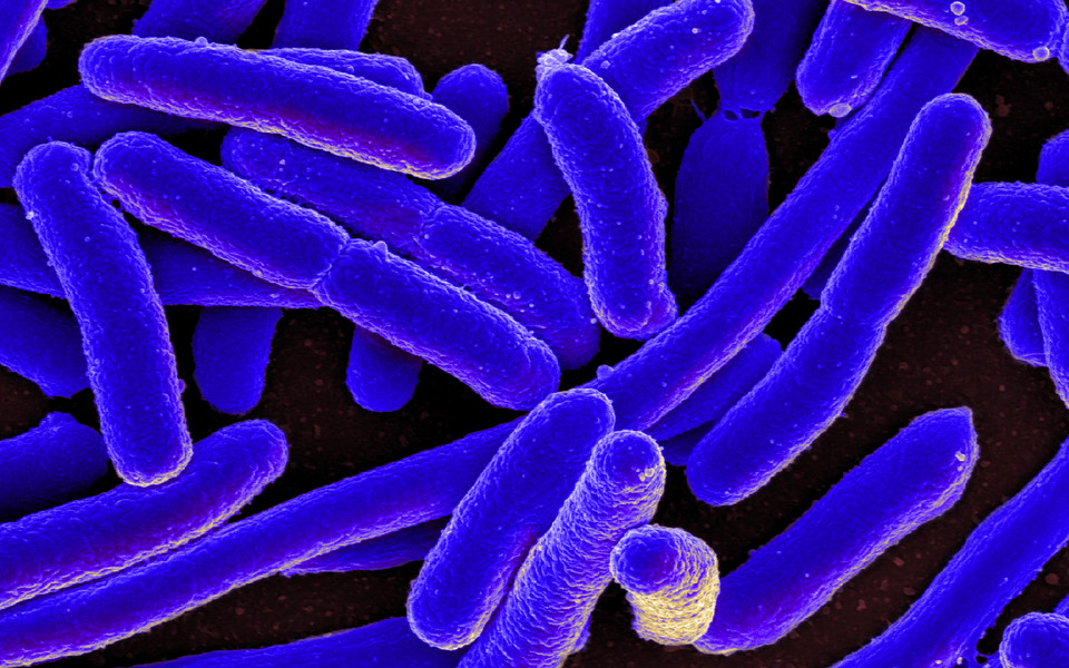 Escherichia coli bacteria