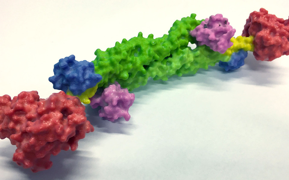 3D-print of the molecular structure of calcium regulated E. histolytica α-actinin dimer. Calmodulin like domains in blue and violet, actin binding domain in red, spectrin-like repeats in green and connecting “neck” region in yellow. (c) Max Perutz Labs