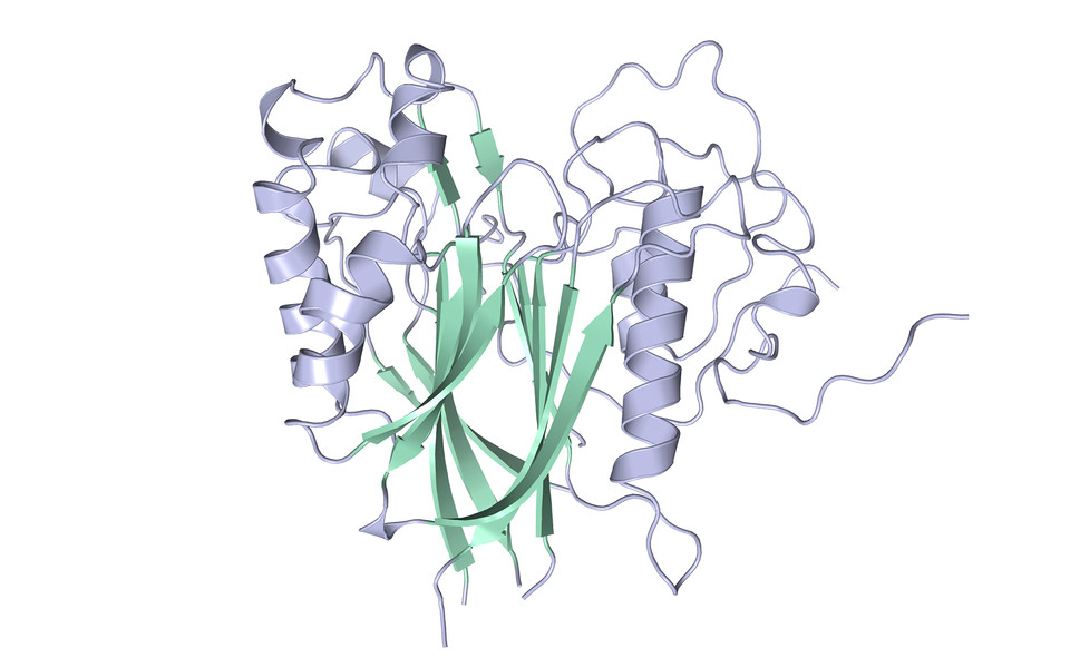 Crystal structure of the human 2’,3’-cyclic phosphatase ANGEL2 (c) Pinto et.al.