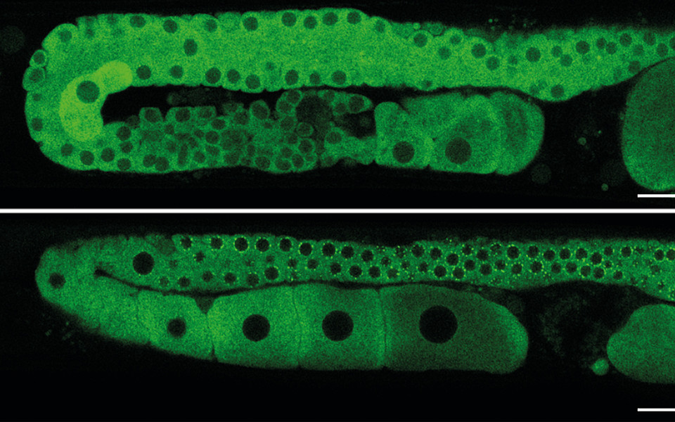 Mutant PID-3 that disrupts PETISCO complex formation is mislocalized (top) and not present in P granules as wild-type PID-3 (bottom) in the C. elegans gonad. (c) Nadezda Podvalnaya.