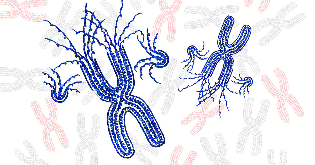 Win some โ lose some: how cells adapt to aneuploidy Biology Diagrams