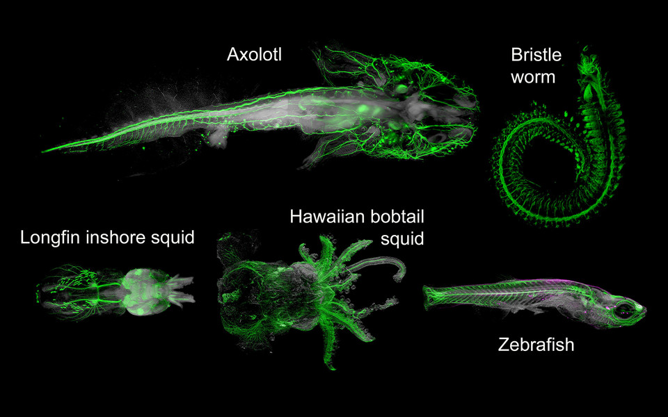 Insight into the nervous systems of axolotl, bristleworms, zebrafish and two squids (clockwise), generated using the new DEEP-Clear method. Composite image by Marko Pende, TU Wien.