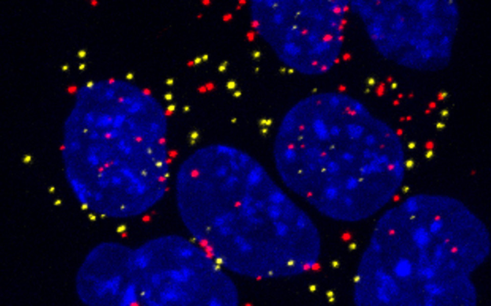 mRNA expression of Fgf5 (red) and Otx2 (yellow) in mouse EpiLCs. (c) Christa Buecker, Max Perutz Labs