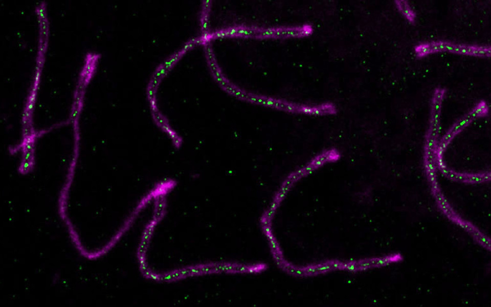 Recombining mouse chromosomes undergoing meiotic crossing-over. (c) Nathan Palmer, Matos lab