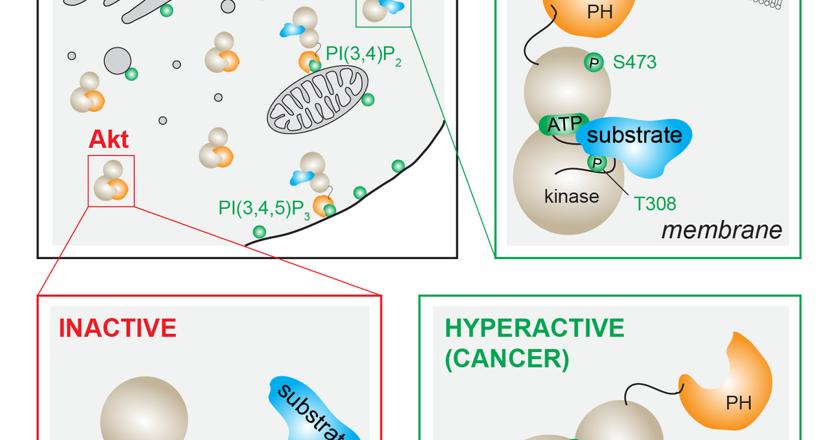 Akt Activity Shedding light on the brakes of Akt activity - Max Perutz Labs