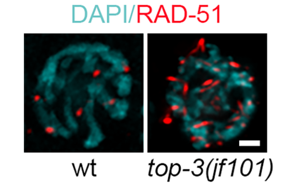 top-3 mutants accumulate foci of the RAD-51 recombinase. (c) Taken from Figure 1 Dello Stritto et al., JCB 2021.
